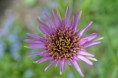 /album/fotogalerij/heemtuin07-05-14-108-jpg/